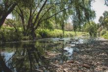 Río San Pedro