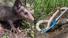 Aumentan reportes por presencia de animales silvestres en Aguascalientes