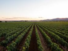 Campo 