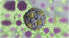 Poliovirus 