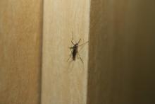 Mosquito ilustrativo