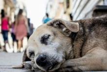 Perros en situación de calle