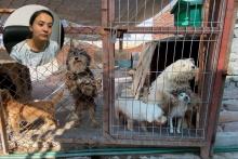 Laura Cardona: incansable rescatista que dedica su vida a dar una segunda oportunidad a los animales