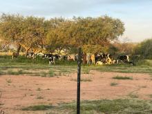 Vacas 