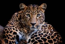 Jaguar es visto por primera vez en Aguascalientes