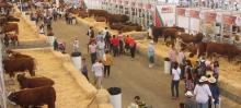 Expo Ganadera
