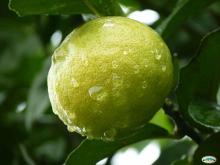 Limón