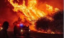 Forestal