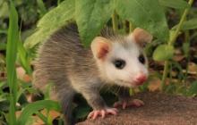 tlacuache