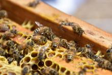 Abejas