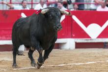 Empresarios señalan que modificación en corridas de toros afectarán economía; se dicen atentos a propuesta