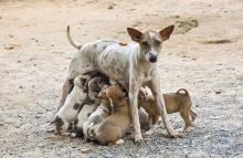 Animalistas piden esterilización obligatoria de mascotas para frenar la sobrepoblación animal