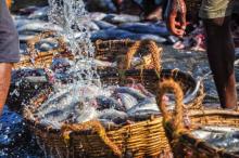 Productores de tilapia esperan recuperación tras fuerte caída en la pesca por sequía