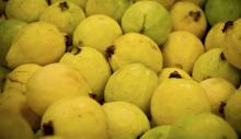 Productores de guayaba, en incertidumbre por nueva ley contra comida chatarra