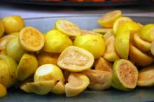 Productores de guayaba esperan un mejor ciclo de producción, pero enfrentan retos energéticos