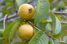Temen productores que aranceles impacten en producción y precio de guayaba