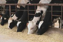 Autoridades se previenen ante posible caída de precios en la leche