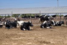 Vacas 