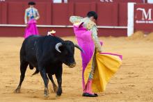 Inconstitucional blindaje cultural de corridas de toros, asegura abogado especialista