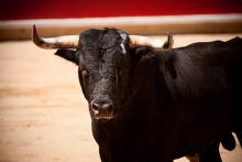 Asociaciones se manifestarán a favor de la vida animal el 27 de abril