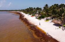 Sargazo golpea al Caribe mexicano: negocios reportan caída de hasta 80% en clientes