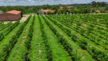 Campo de Aguascalientes 