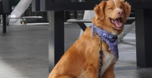 perrito