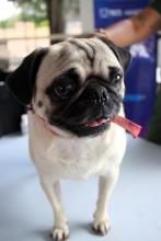 Perrito pug