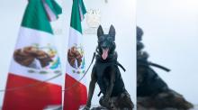 Integrante del Grupo K9
