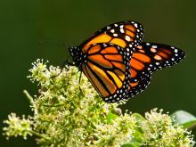 Mariposas Monarca