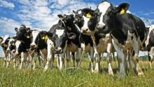 Vacas 