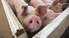 España confirma los dos primeros casos de peste porcina africana 