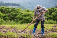 No hay dinero para pagar lo que exigen los agricultores: Sheinbaum