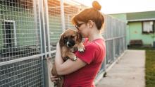 Senadores impulsan iniciativa para adopción responsable de animales de compañía