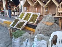 VENTA DE MUSGO 
