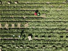 Campo agrícola