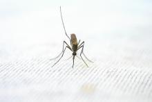 85% de los casos de dengue en Aguascalientes durante 2025 se concentraron en la capital