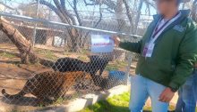 Aseguramiento animales Rancho Delustone 