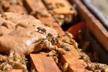 Abejas