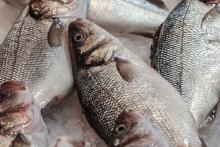 Pescado 