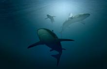 Tiburones 