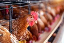 Consumo de pollo 