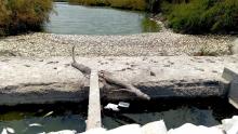 Reportan muerte masiva de peces en límites de Veracruz y Tamaulipas; señalan alteración por apertura de compuertas