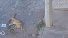 Animales envenenados Calvillo 