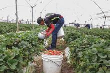 Agricultores 