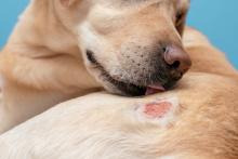 Perros son la segunda raza más afectada por gusano barrenador; piden reforzar medidas preventivas
