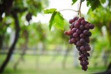 Congreso de la Uva y el Vino
