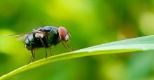 Mosca del gusano barrenador