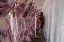 CARNE CONTAMINADA 