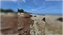 Peces en Quintana Roo 